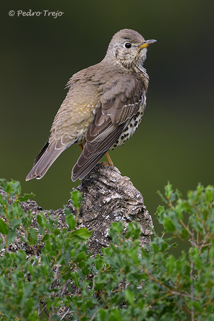 Zorzal charlo (Turdus viscivorus)